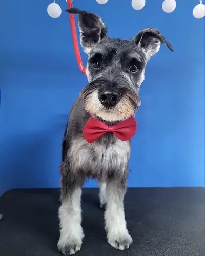 Fluffy Friends - salon pielęgnacji zwierząt